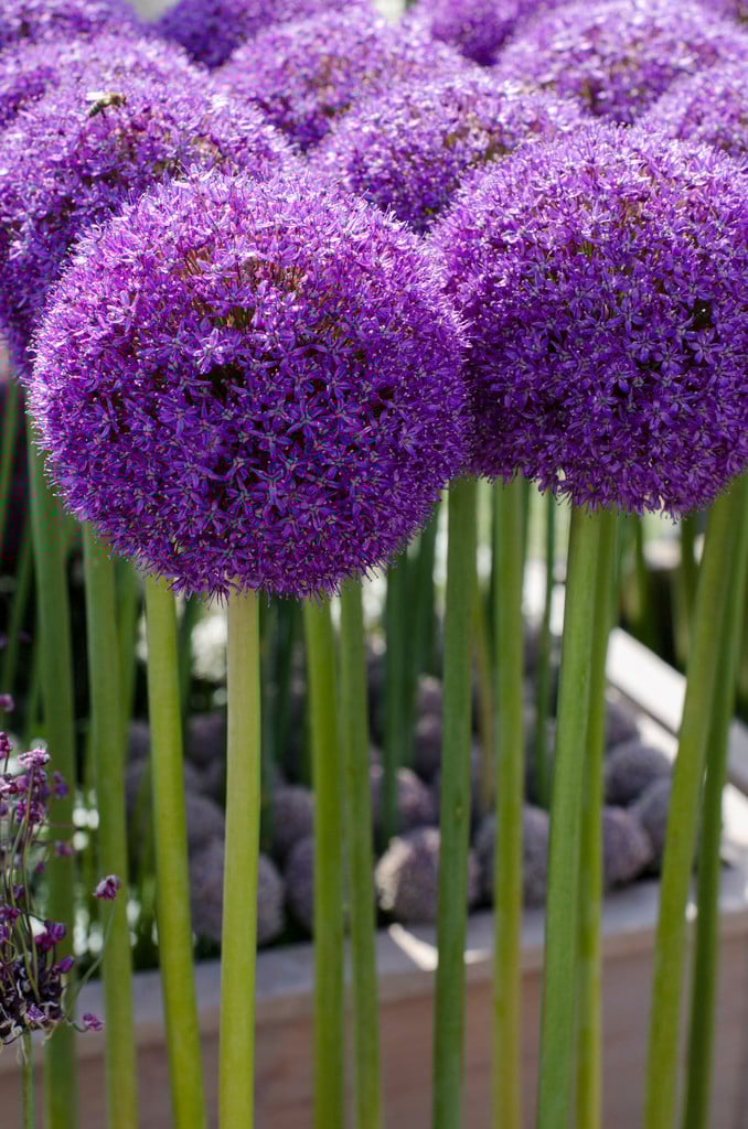 Allium &Ambassador& allium &Ambassador& Bulbs/RHS Gardening