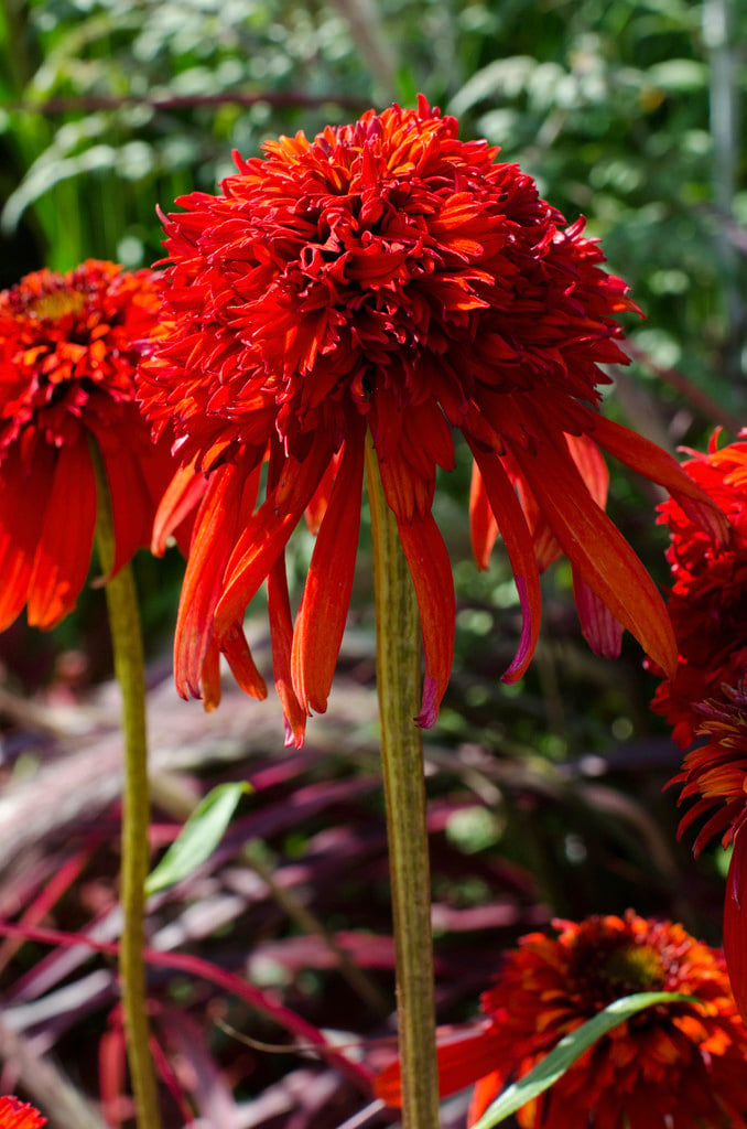 Echinacea Andhot Papayaandpbr Cone Fections Series D Coneflower Andhot Papayaand Herbaceous