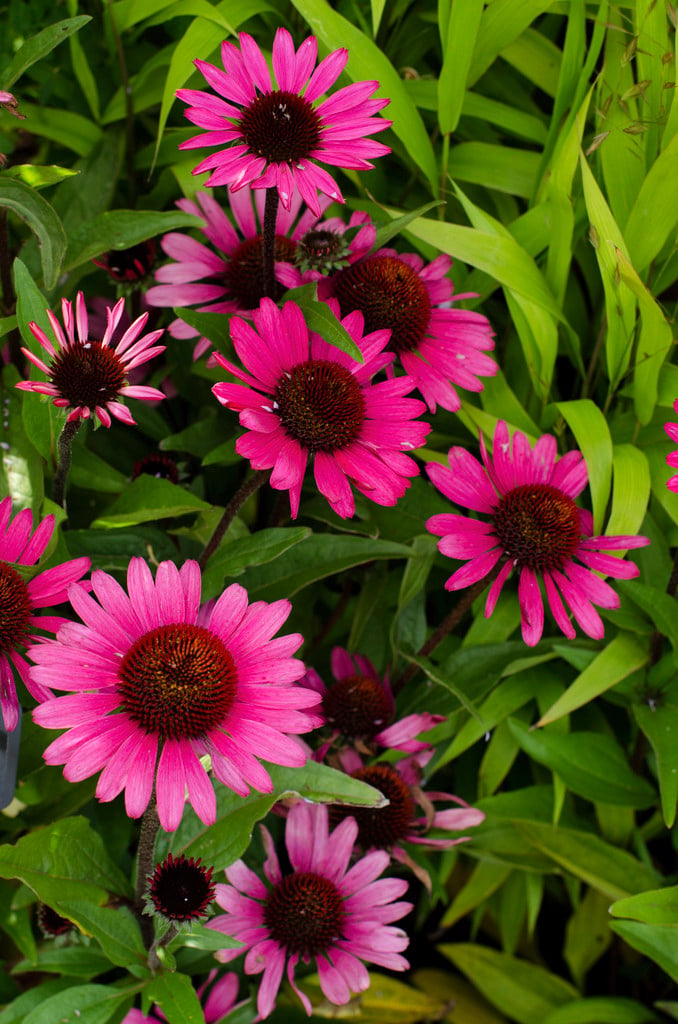 coneflower 'Summer Cloud'
