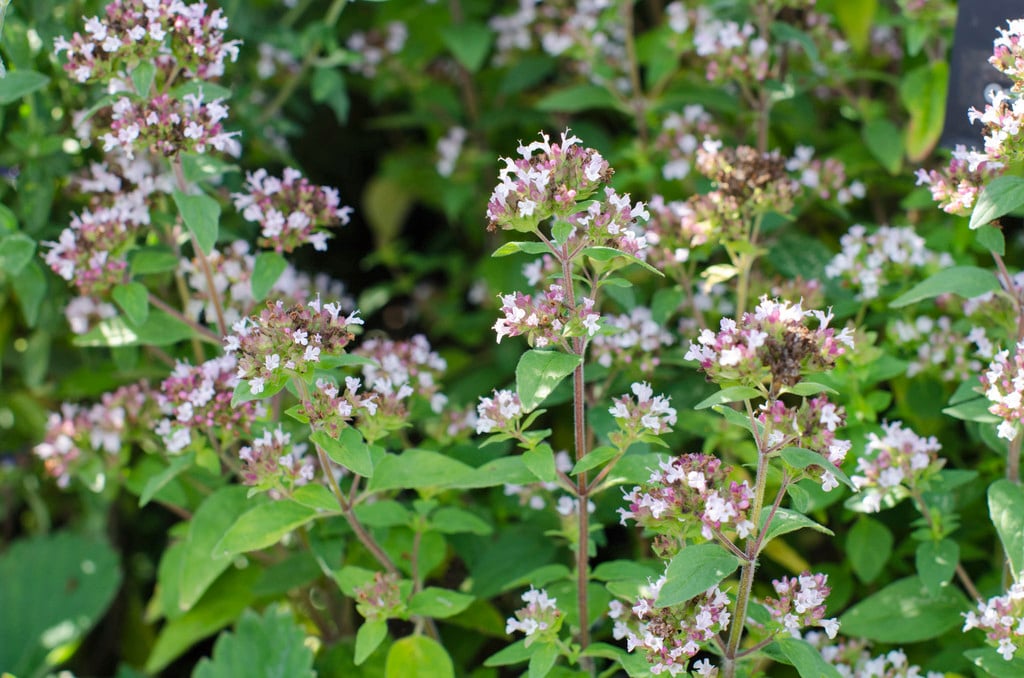oregano 'Gold Tip'