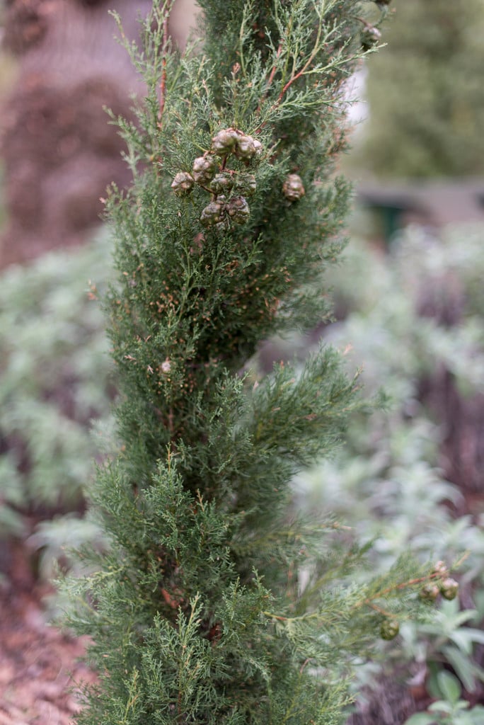 Italian cypress