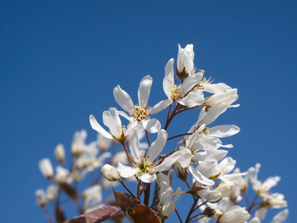 smooth serviceberry 'Prince Charles'