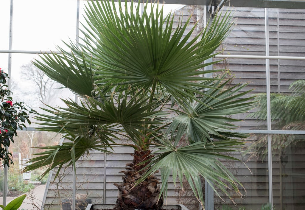 southern washingtonia