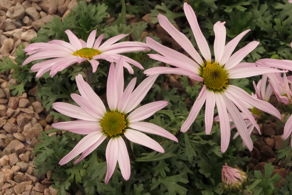 Weyrich's chrysanthemum