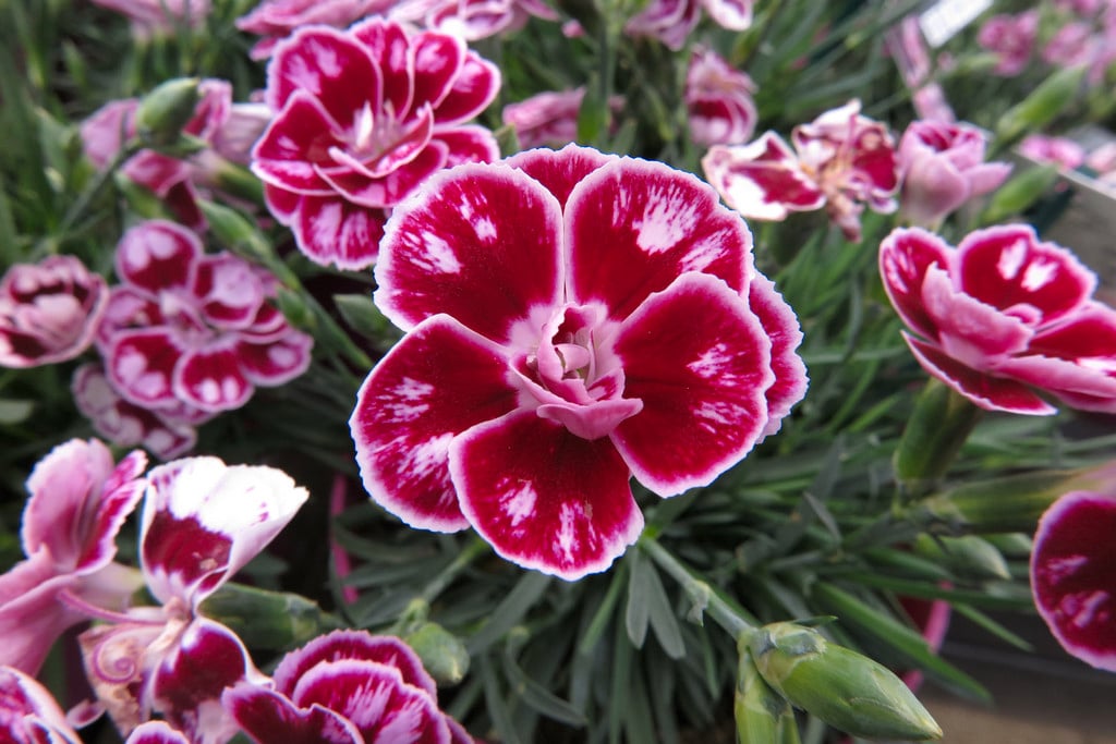 Dianthus Sunflor Charmy ('Hilcharm') (Sunflor Series) (pt) | pot ...