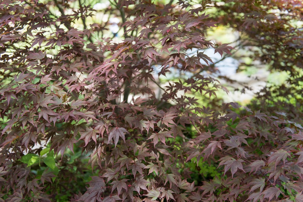 Japanese maple 'Fireglow'