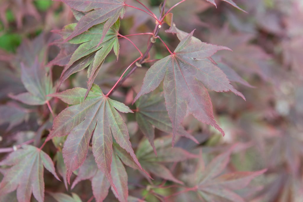 Japanese maple 'Fireglow'