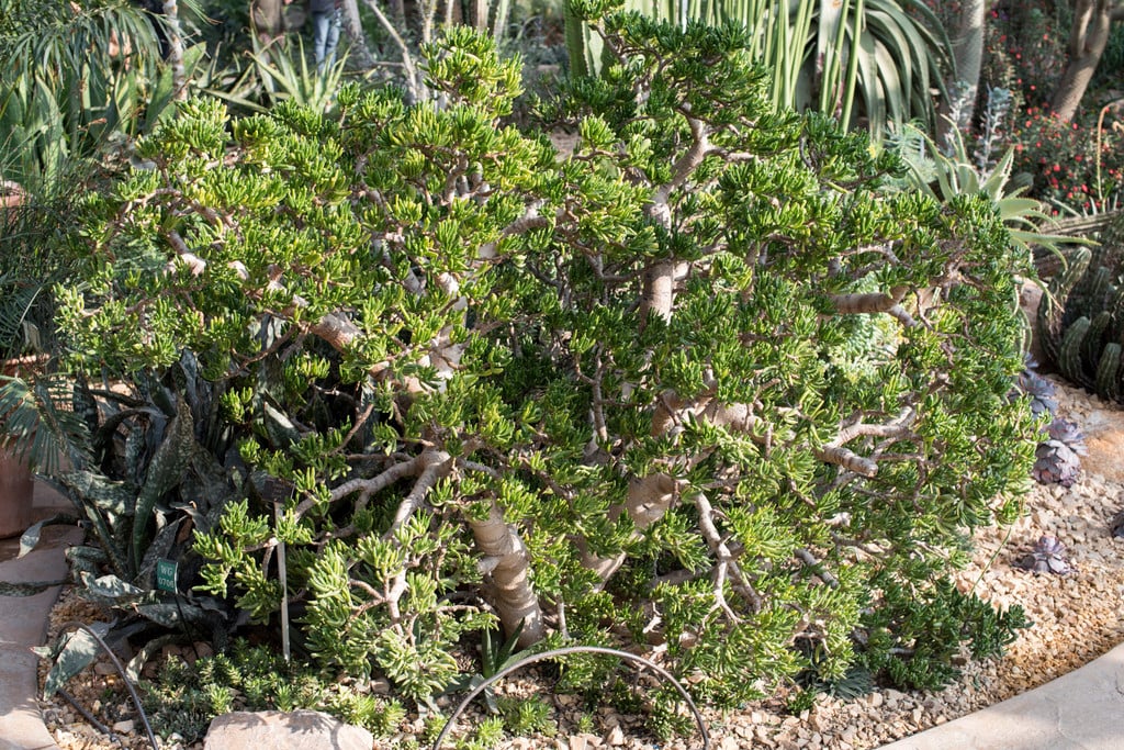 jade plant 'Gollum'