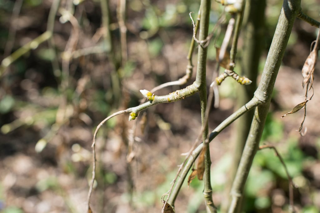 Scotch laburnum 'Pendulum'