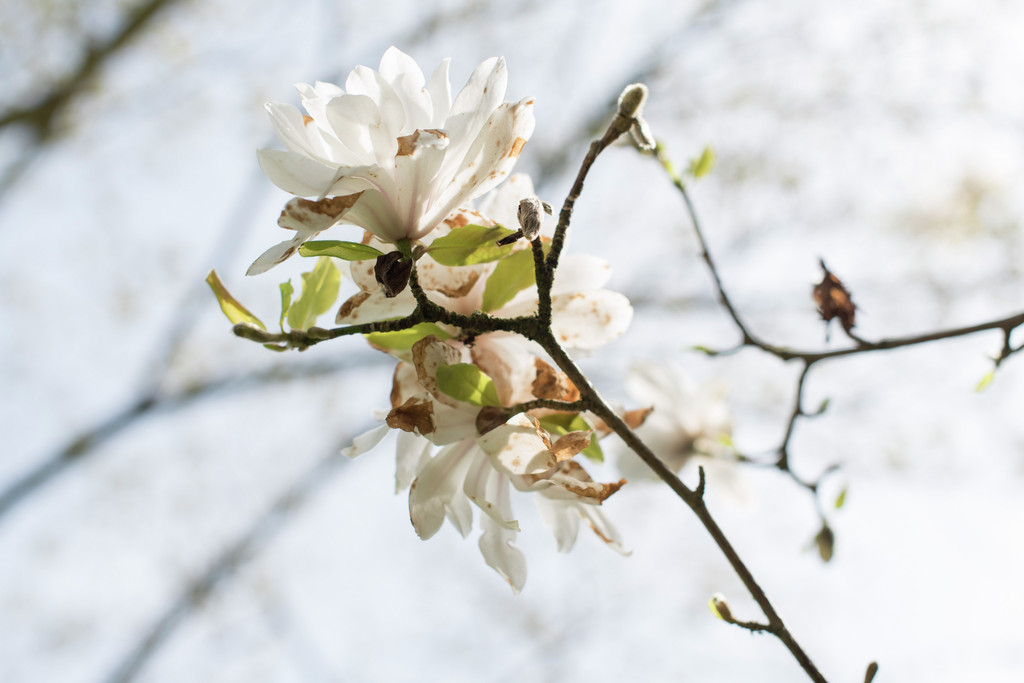 magnolia 'Wildcat'