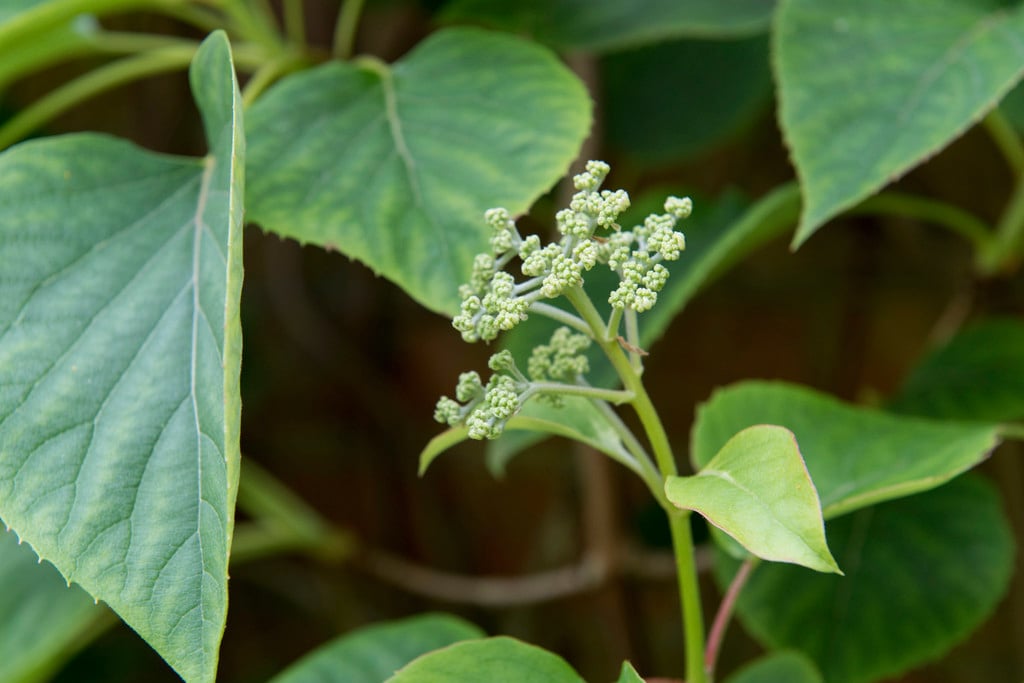Japanese hydrangea vine 'Moonlight'