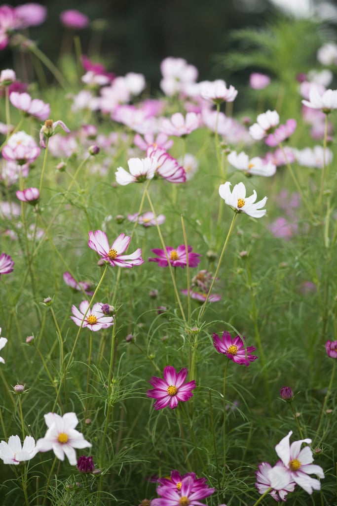 cosmea 'Candy Stripe'