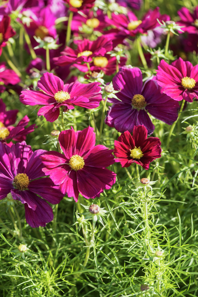 cosmea 'Apollo Carmine'