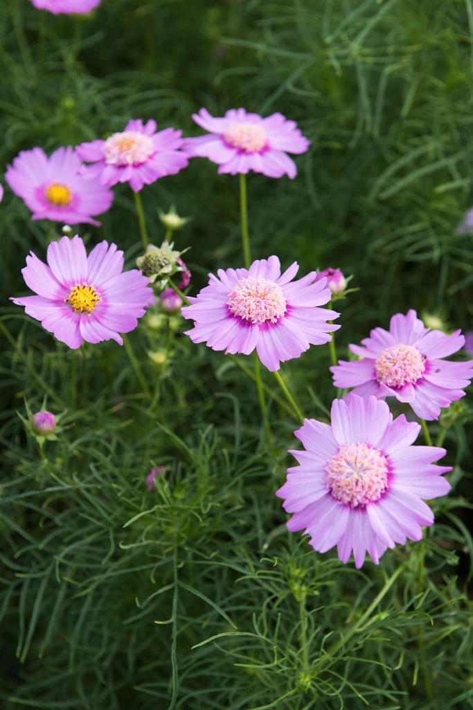 cosmea 'Pink Popsocks'