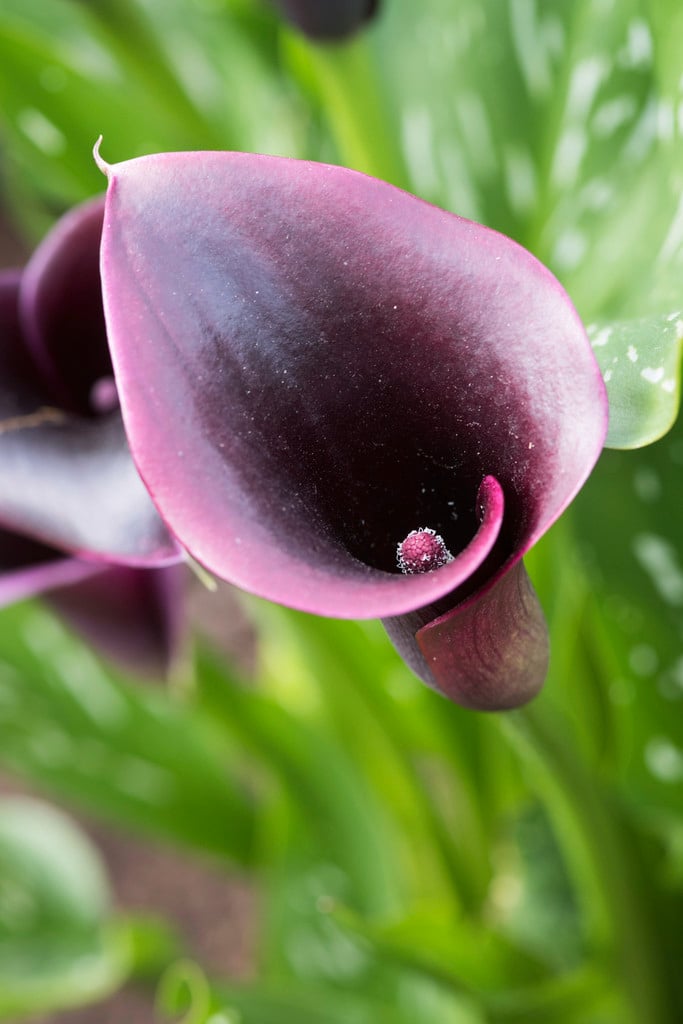arum lily 'Cantor'