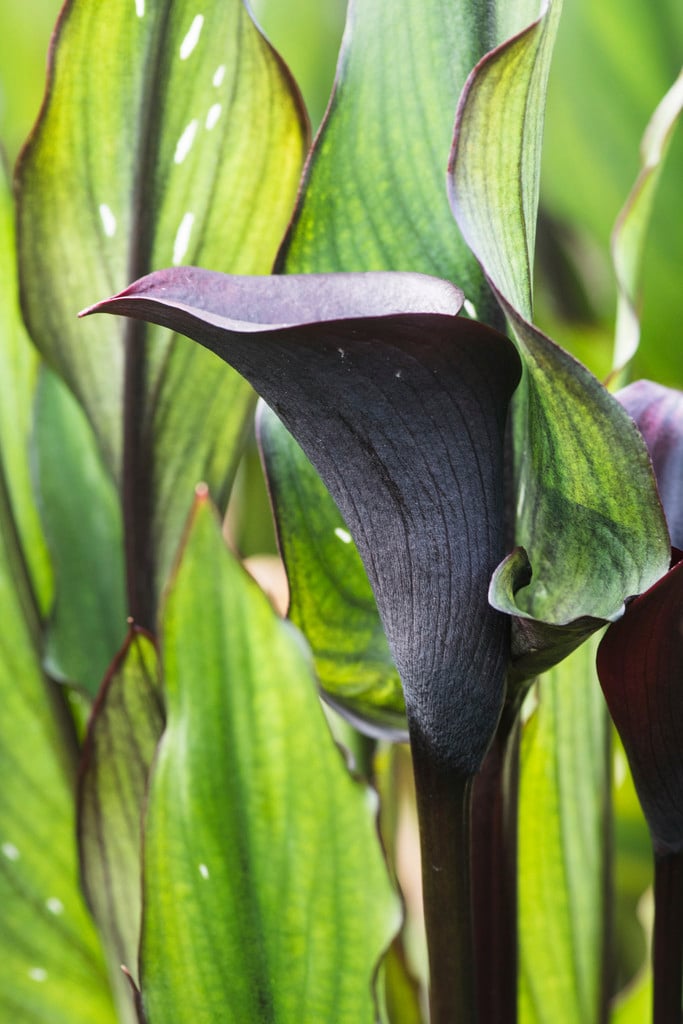 arum lily 'Memories'