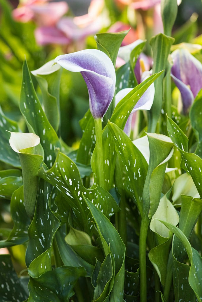 arum lily 'Picasso'