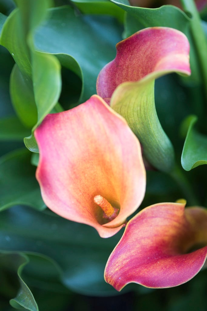 arum lily 'Captain Lido'