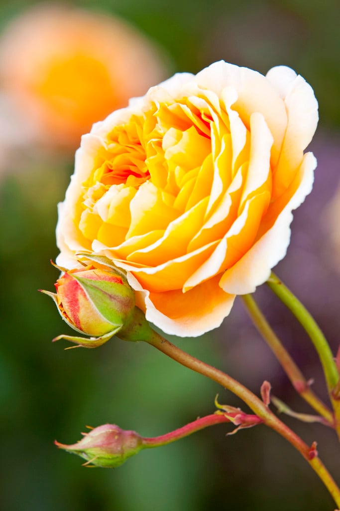 rose [Crown Princess Margareta]