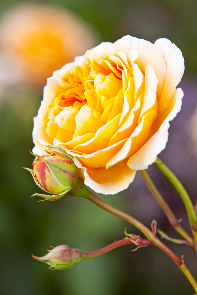 rose [Crown Princess Margareta]
