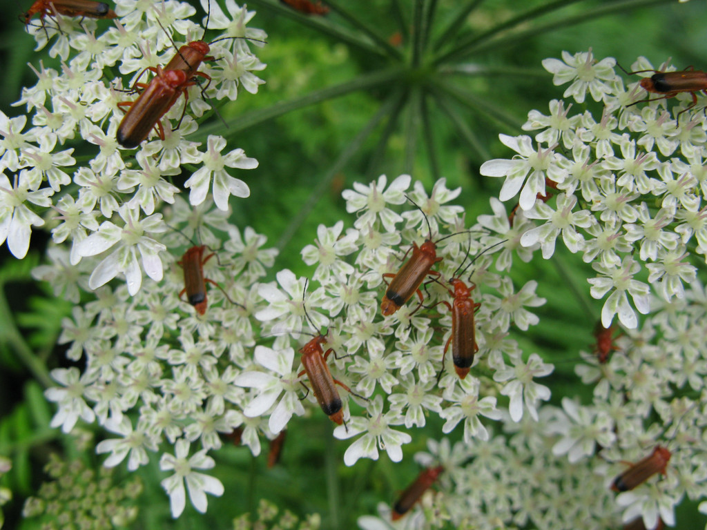 hogweed