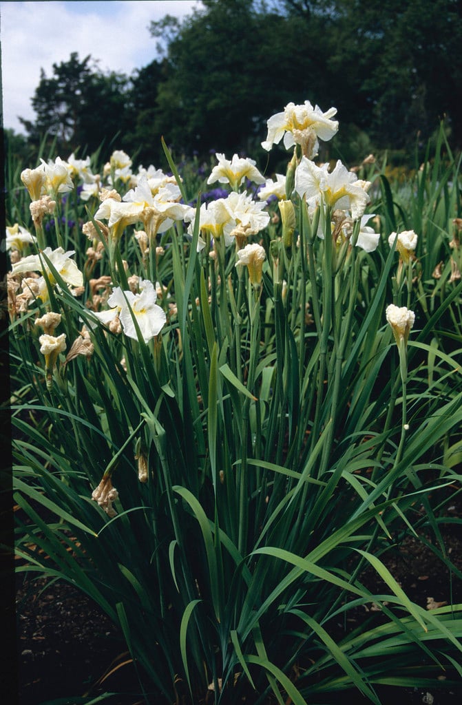 Siberian iris 'Hohe Warte'