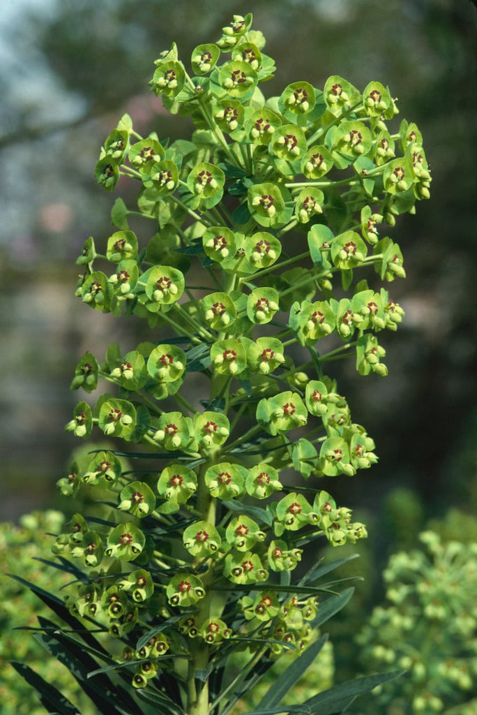 Mediterranean spurge