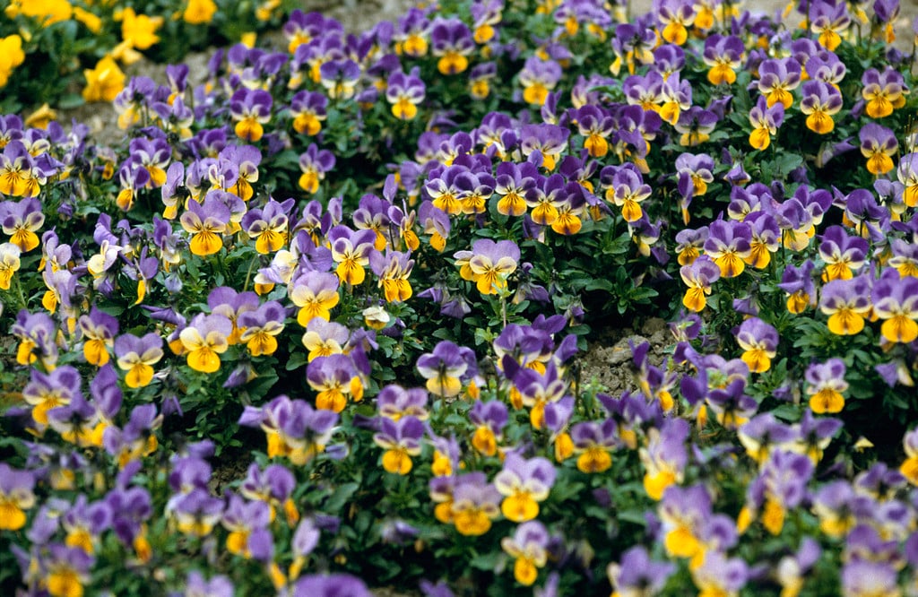 viola Sorbet Series