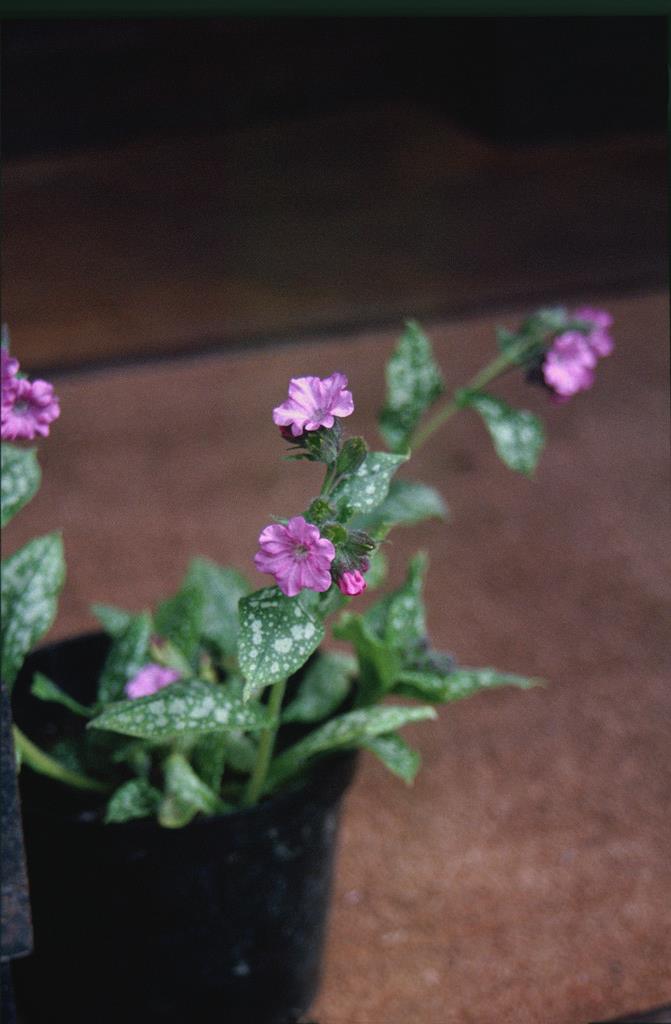 lungwort 'Pink Haze'