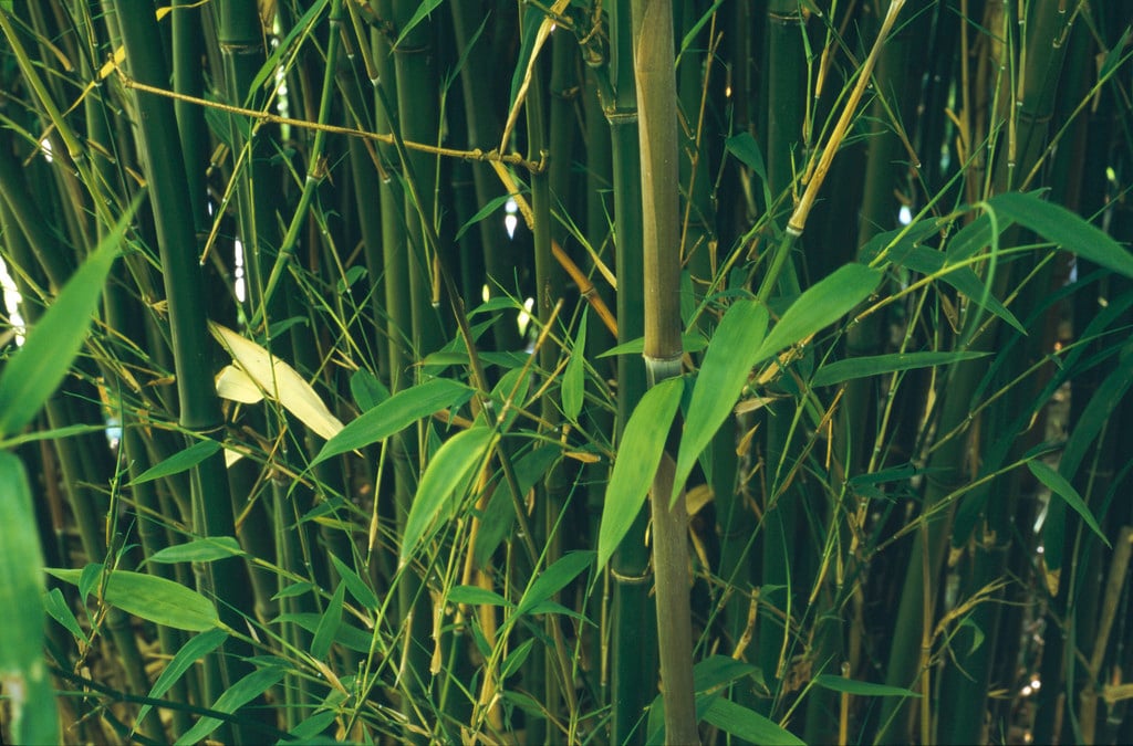 Henon bamboo