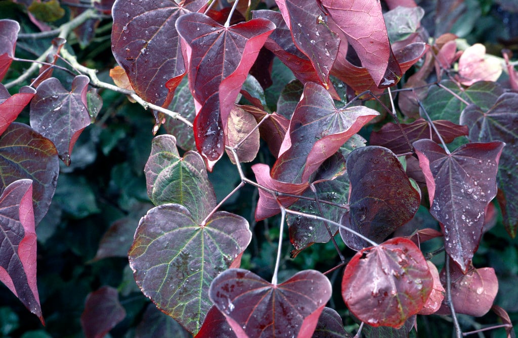 eastern redbud 'Forest Pansy'