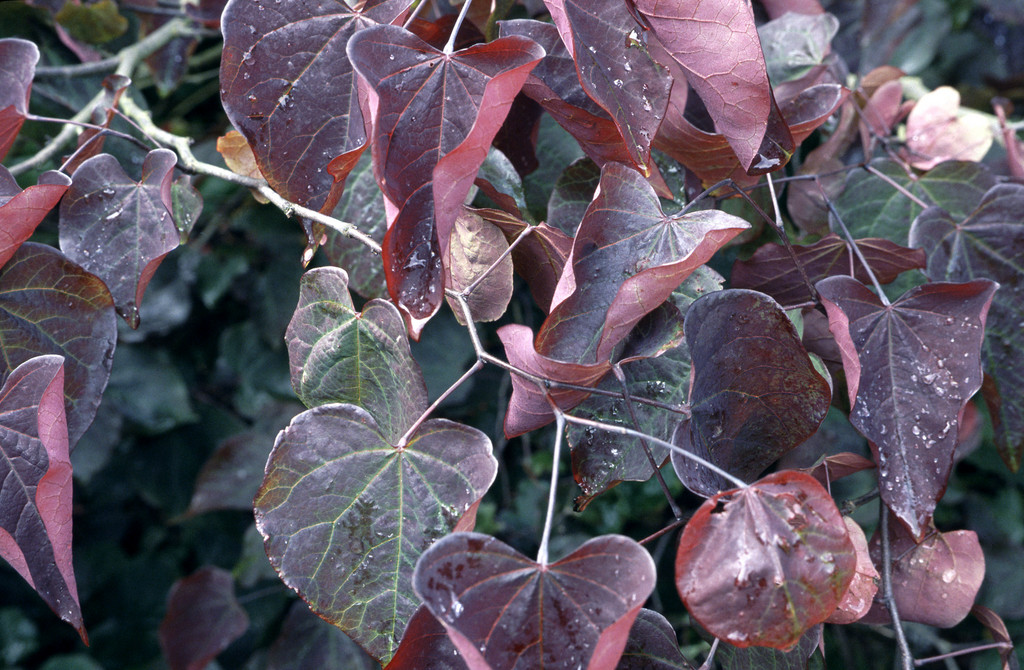 eastern redbud 'Forest Pansy'