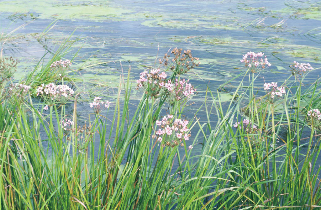 flowering rush