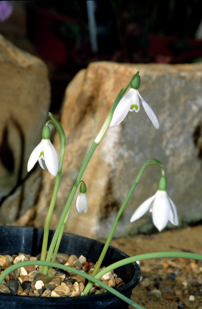 Queen Olga's snowdrop