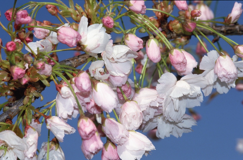 cherry 'Shogetsu'