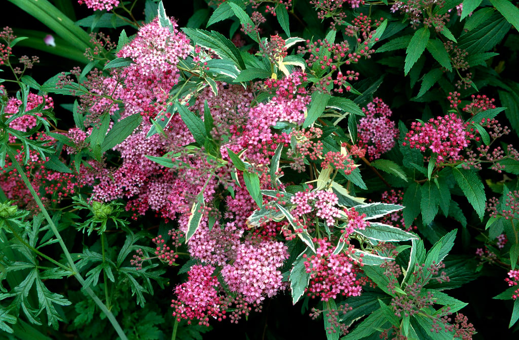 Spiraea japonica 'Anthony Waterer' (v) | Japanese spirea 'Anthony Waterer'/RHS Gardening