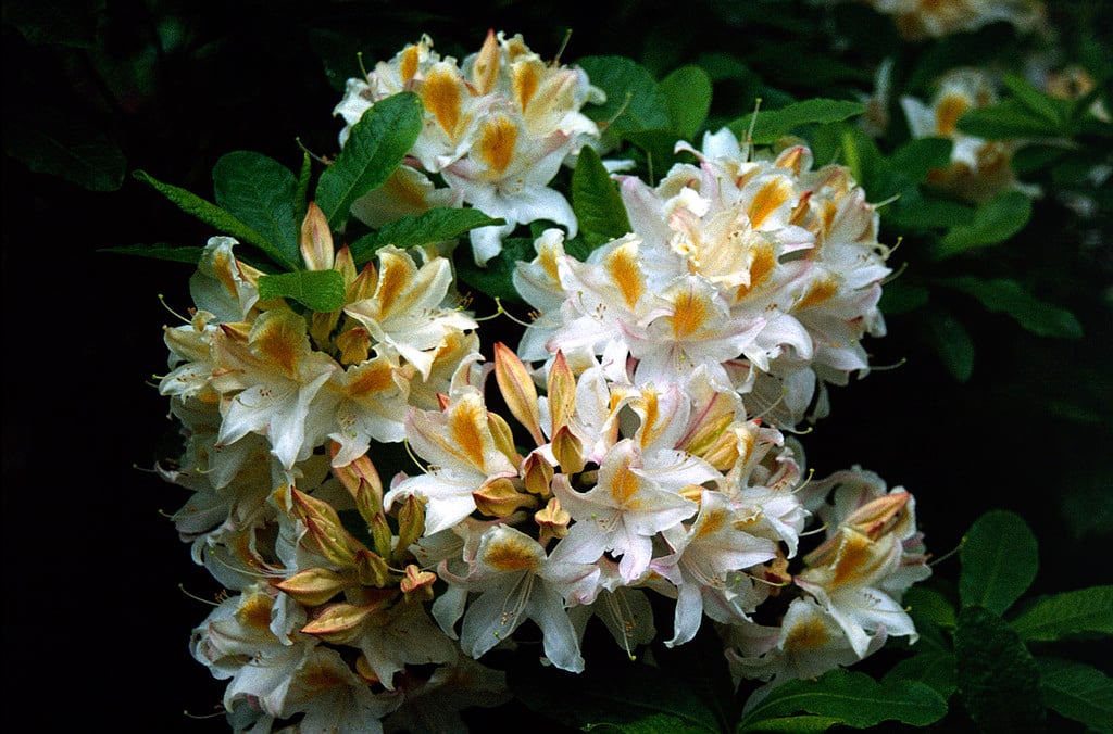 rhododendron 'Irene Koster'