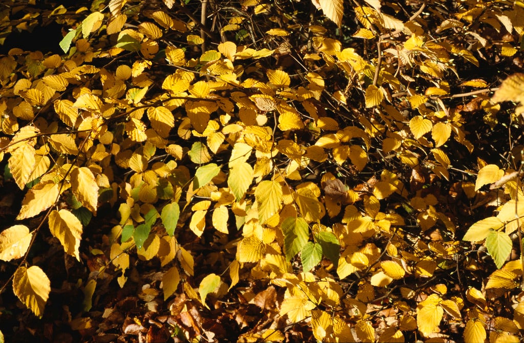 buttercup witch hazel