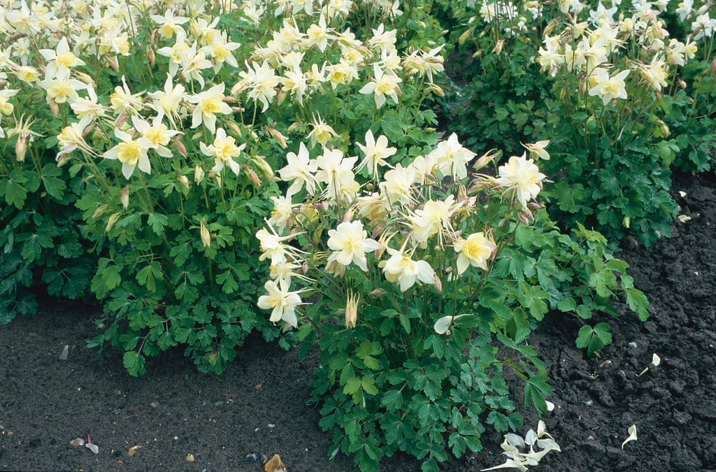 columbine 'Origami Yellow'