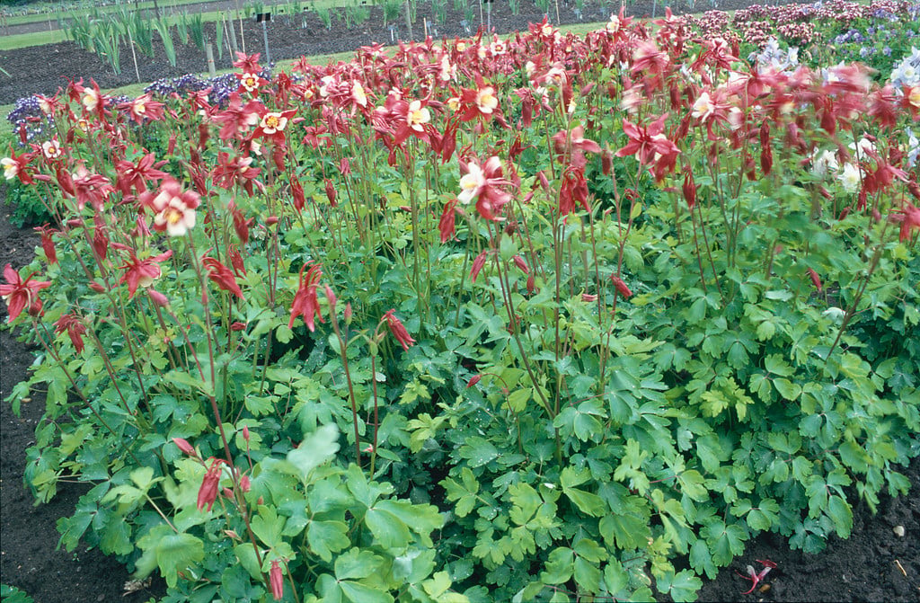 columbine 'Georgia'