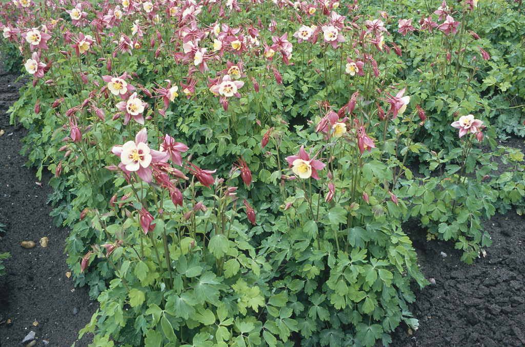 columbine 'Chaffinch'
