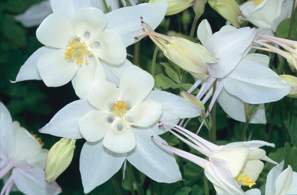columbine 'Alaska'