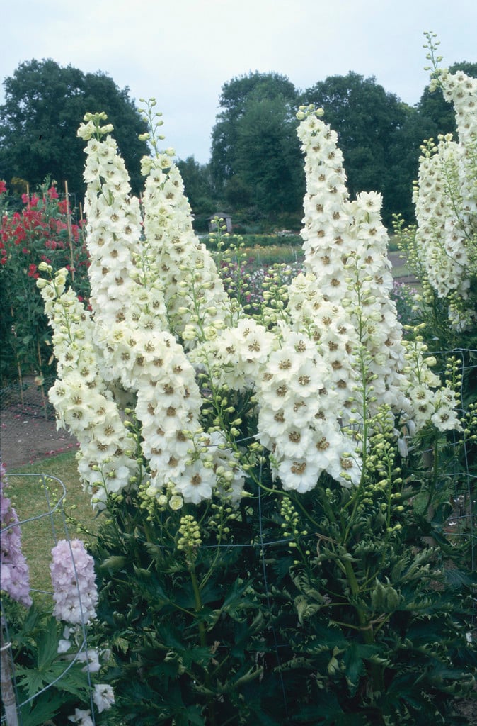 delphinium 'Celebration'