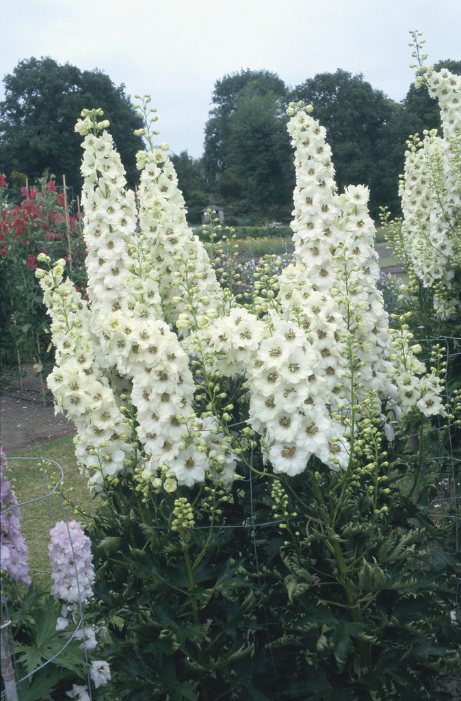 delphinium 'Celebration'