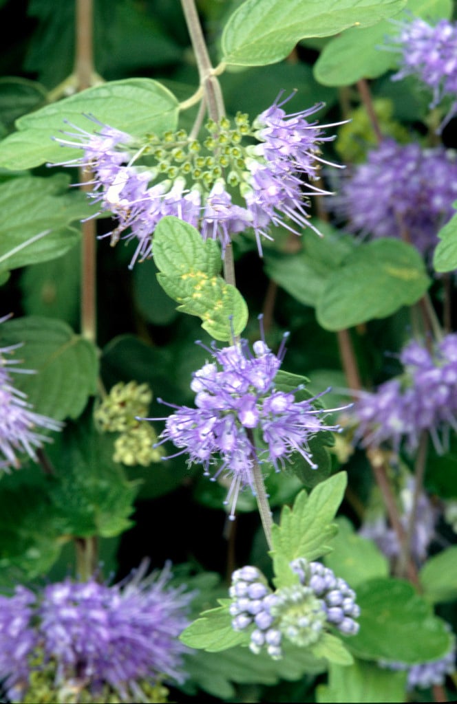 Caryopteris incana 'Blue Cascade' bluebeard 'Blue Cascade'/RHS Gardening
