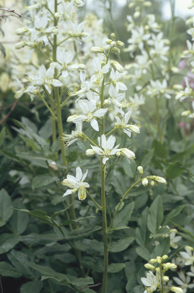 white-flowered dittany