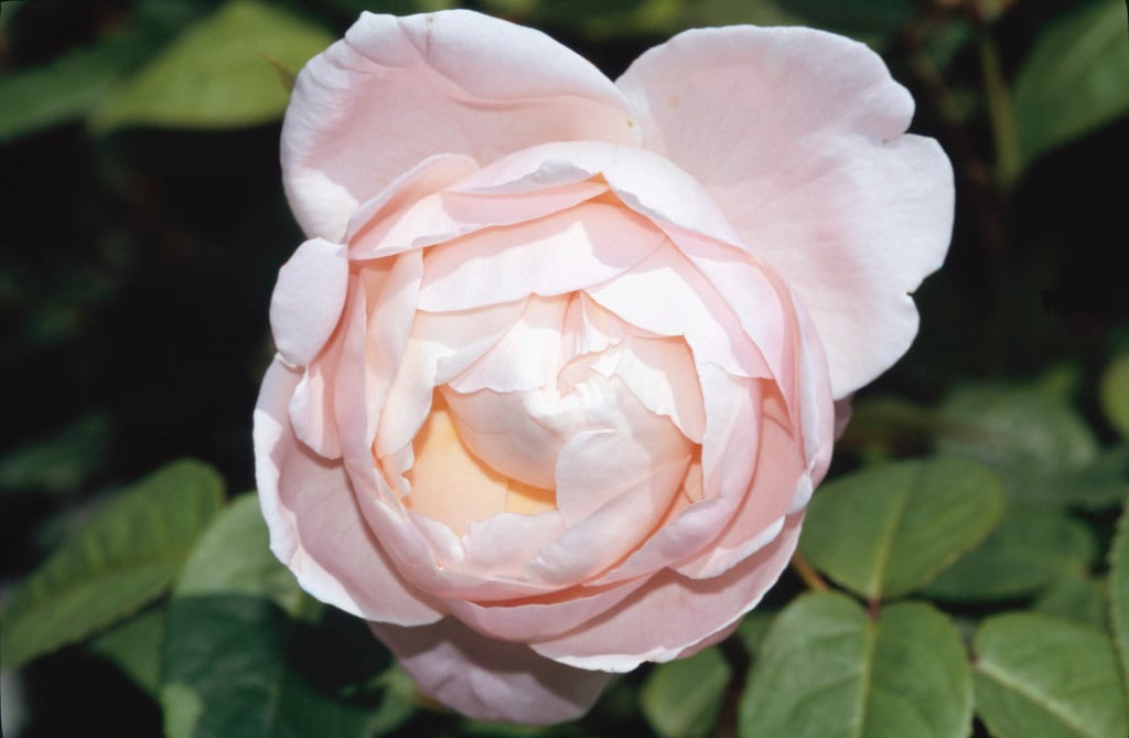 Rosa Saint Cecilia (&Ausmit&) (S) rose [Saint Cecilia] Roses/RHS(03)