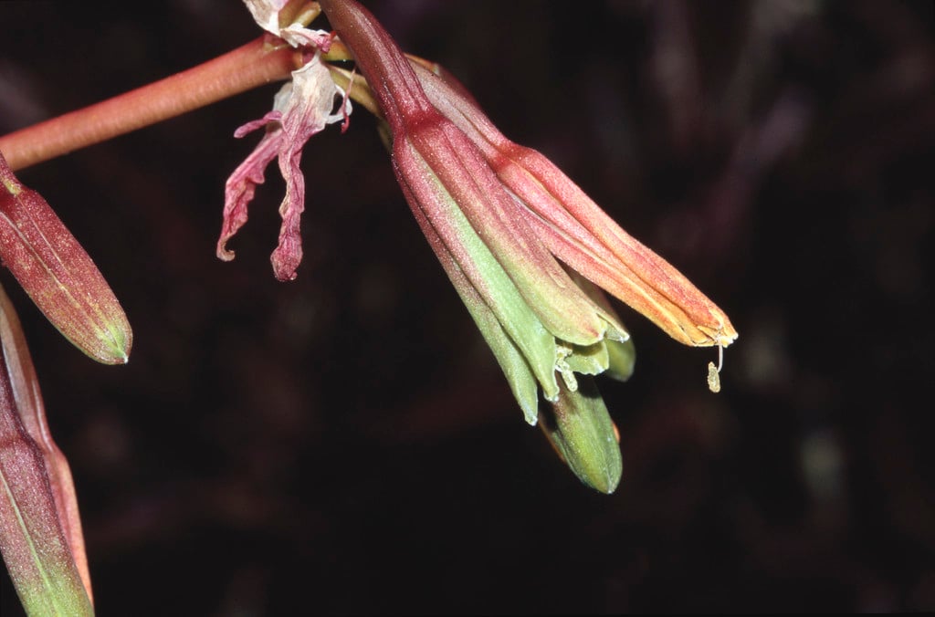 yucca-leaved beschorneria