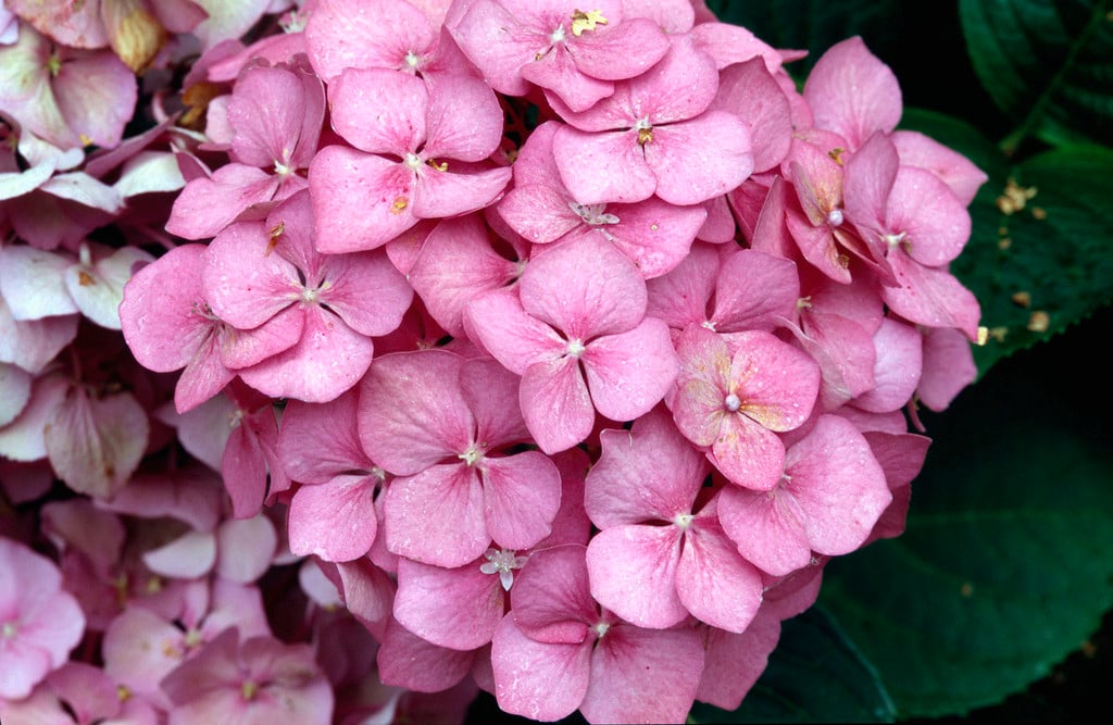 hydrangea 'Hamburg'