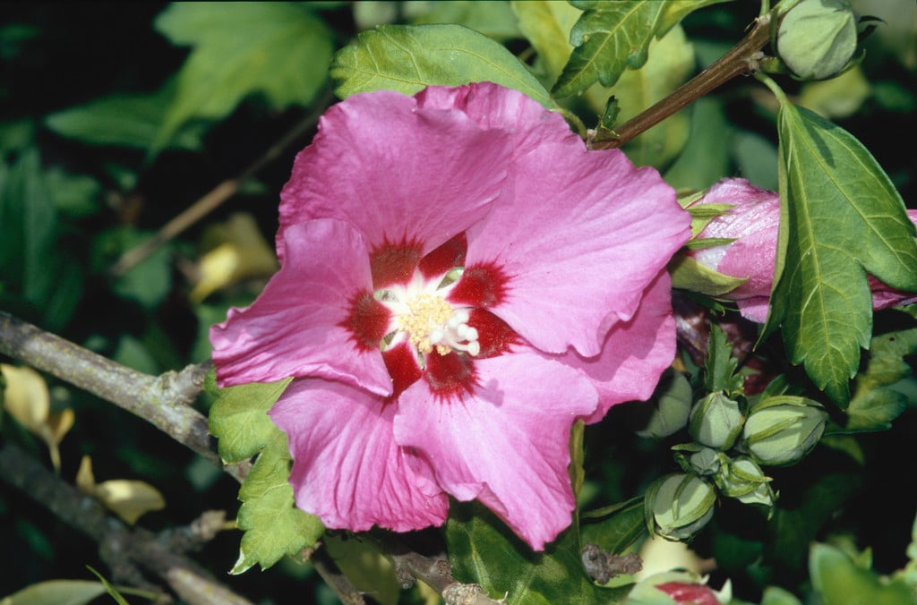 rose of Sharon [Pink Giant]